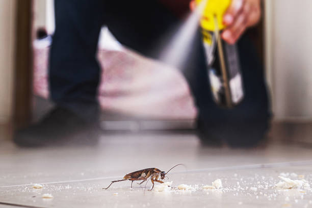 Flea Control Services in Augusta, ME